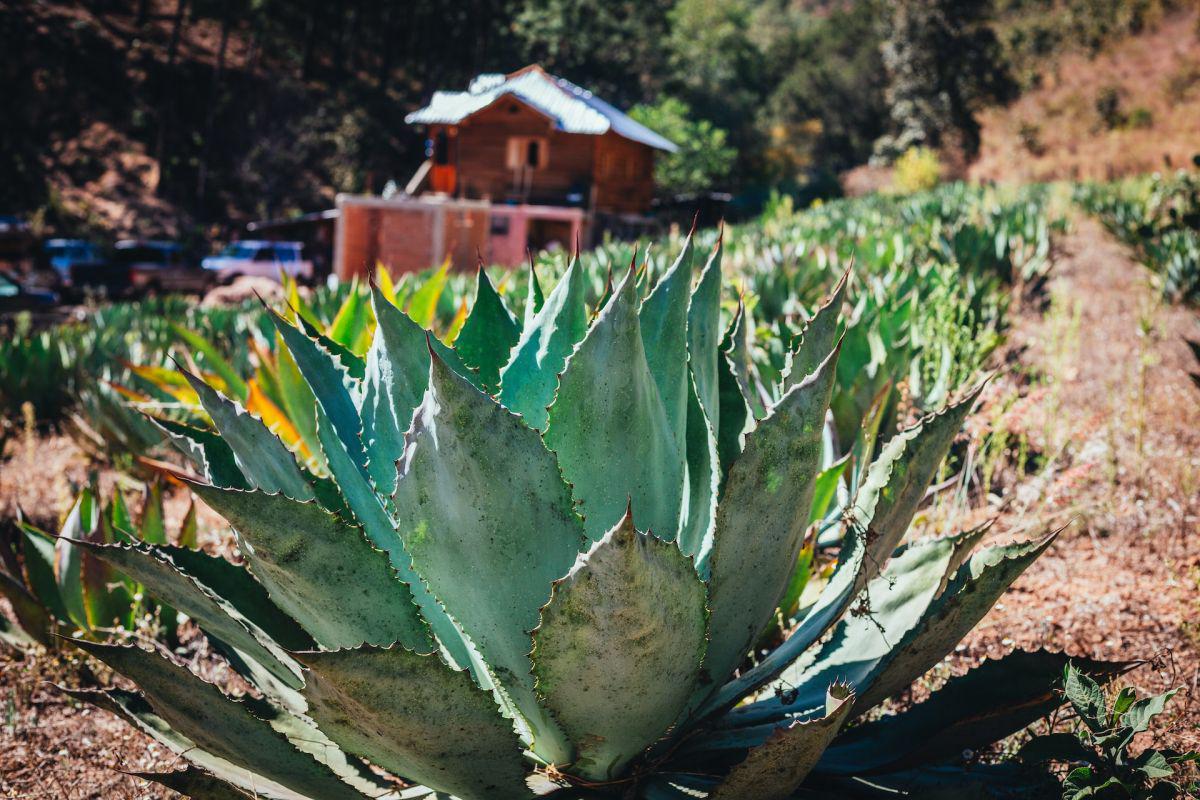 Nem tequila, mégis agavéből van – Mi az?